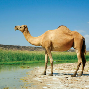 Camel