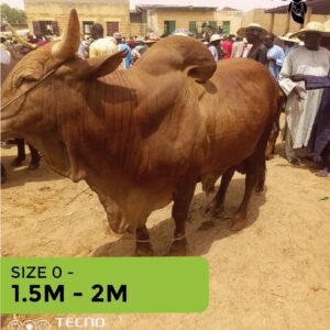 Cow Size 0