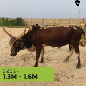 Cow 1.3m - 1.6m